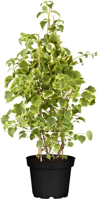 Kletterhortensie Hydrangea petiolaris in Weiß/Creme im Topf mit Durchmesser 17 cm - Bild 1