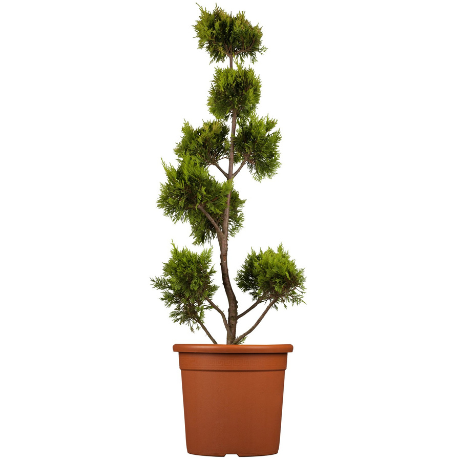 GROW by OBI Gold Leyland-Zypresse Gold Rider PomPons, Koniferen-Strauch, Höhe: 80 cm, Topf: 9 l - Bild 2