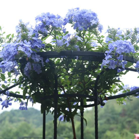 Amusedly Metall-Gartenspalier für Kletterpflanzen in Schwarz, Höhe: 150 cm - Bild 2