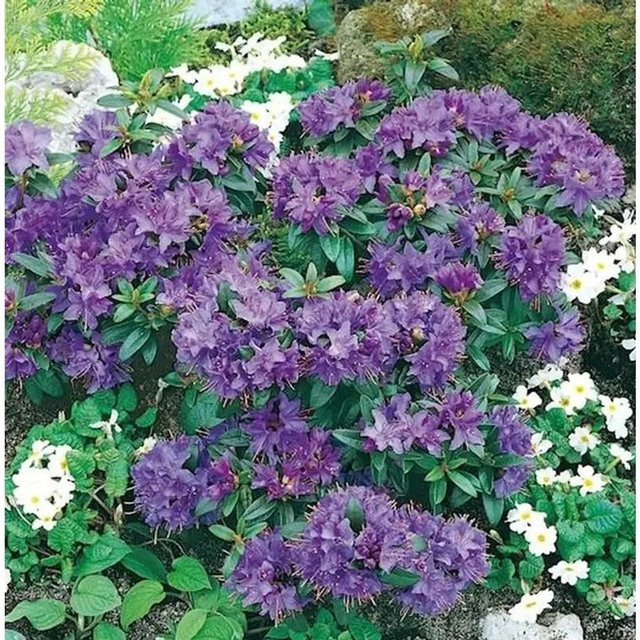 Zwerg Rhododendron Gristede Rhododendron impeditum Alpenrose Höhe: 30-40 cm - Bild 1