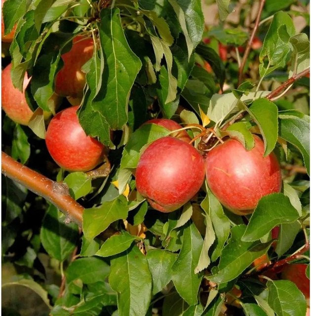 Apfelbaum Rewena Malus von Nr-01.de, festes und süßsäuerliches Obst für deinen Garten, Höhe: 60-80 cm - Bild 1