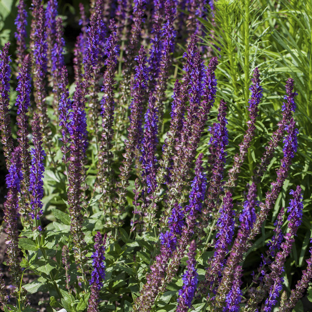 BIO Steppensalbei Salvia nemorosa von BLUME2000, 3 Stück - Bild 1