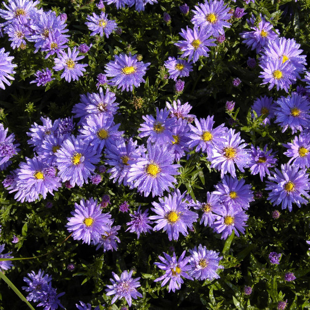 3er Set BIO Kissenaster Prof. Kippenberg Aster dumosus von BLUME2000 - Bild 1