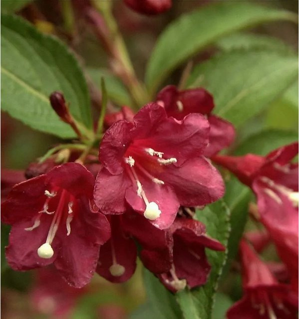 Weigela florida Picobella Rosso rote Zierstrauch Pflanze für den Garten, Höhe: 30-40 cm - Bild 1