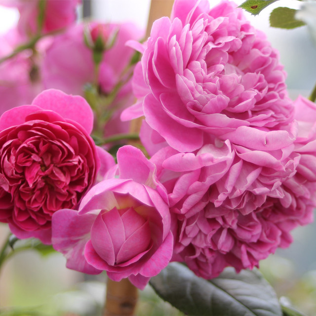 Zwerg-Kletterrose Starlet Rose Melina von Tantau in Rosa - Bild 1