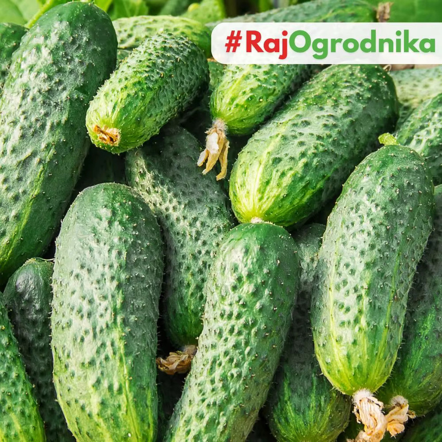 TORAF Nadusha F1 Gurkensamen, frühe und krankheitsresistente Sorte, 1 g - Bild 2
