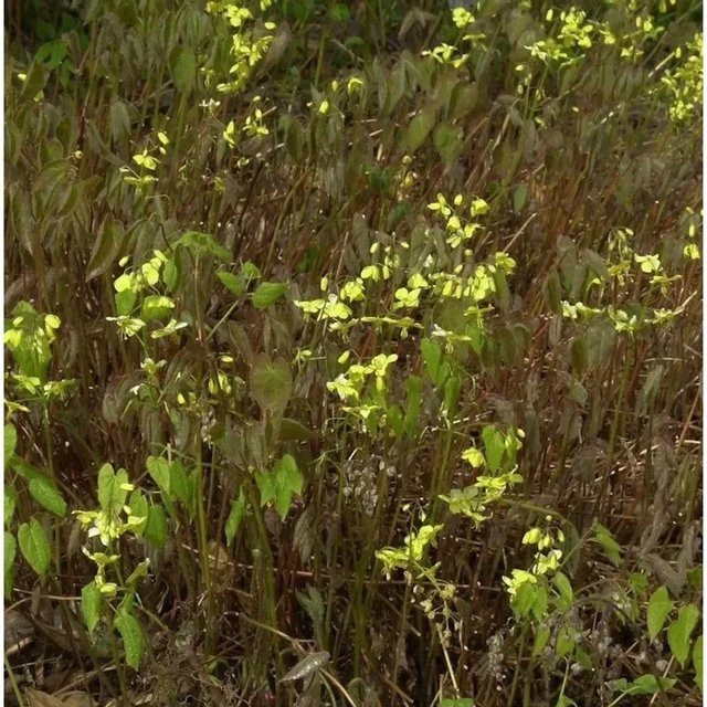 Epimedium pinnatum Schwarzmeer Elfenblume Black Sea als mehrjährige Gartenpflanze - Bild 1