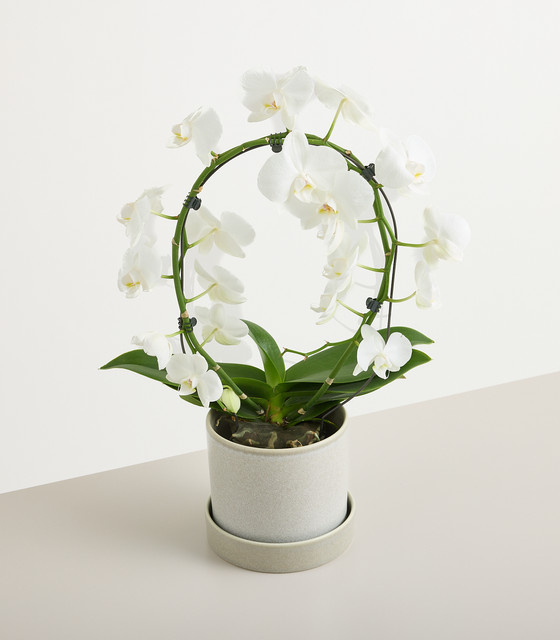 Blühende weiße Orchidee im Topf von BLUME2000 als Zimmerpflanze - Bild 1