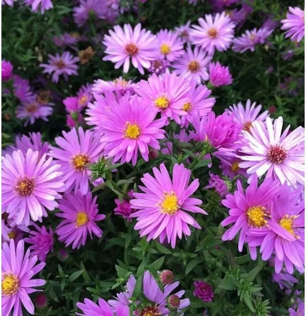 Aster dumosus Kissenaster Nesthäckchen lila Bodendecker als Staude - Bild 1