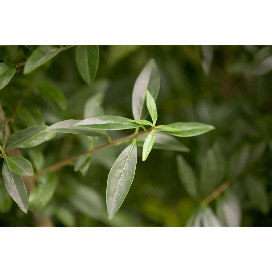 Ligustrum vulgare Heckenpflanze von Pflanzen für dich, Höhe: 20-30 cm - Bild 2