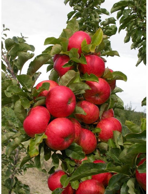 Säulenapfel Sonate Malus domestica winterhart und schorftolerant - Bild 3