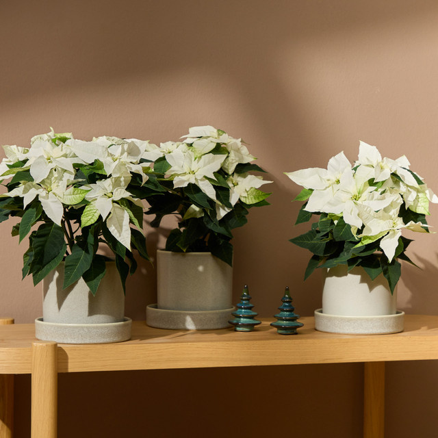 3er Set Weihnachtsstern Princettia von BLUME2000 in Weiß, Tischdeko Höhe: 40 cm, Breite: 40 cm, Tiefe: 40 cm - Bild 1
