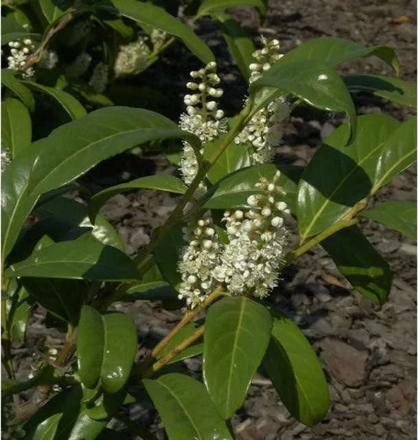 Großblättrige Lorbeerkirsche Prunus laurocerasus als Heckenpflanze von Nr-01.de, Höhe: 60-80 cm - Bild 1