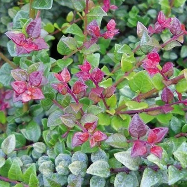 Arborix Heckenkirsche Red Tips Lonicera nitida als immergrüne Heckenpflanze im Container - Bild 1