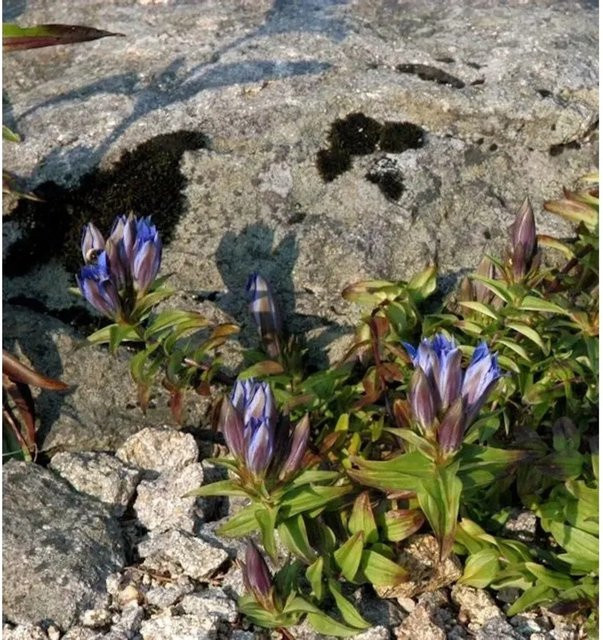 Gentiana cruciata Kreuzenzian Blaue Staude für Steingärten von Nr-01.de - Bild 1