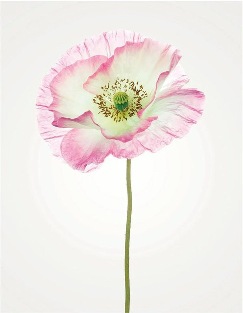 Komar Wandbild Poppy Paper Poster Breite: 40 cm, Höhe: 50 cm - Bild 1
