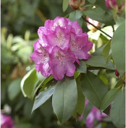 INKARHO Rhododendron Andrea Alpenrose in Pink, Topfgröße 25-30 cm