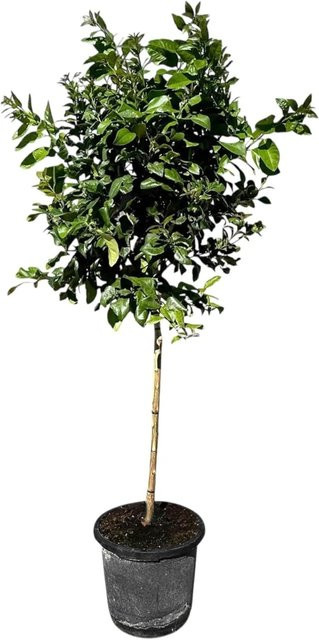 Sunny-Tree Zitronenbaum Citrus Limon als fruchtbildender Obstbaum, Höhe: 160 cm - Bild 1