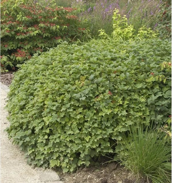 Viburnum opulus Wasser-Schneeball Nanum Heckenpflanze grün und weiß, Höhe: 60-80 cm - Bild 1