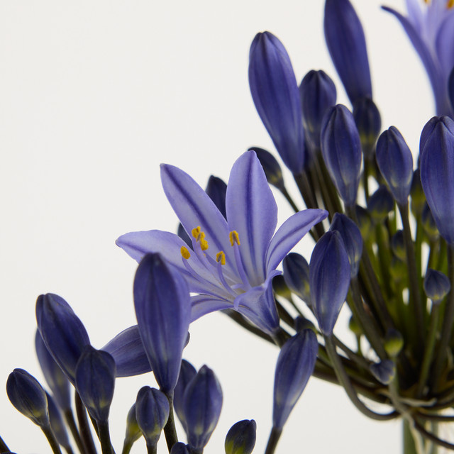 Blume2000 Agapanthus Blau Single Stem - Bild 1