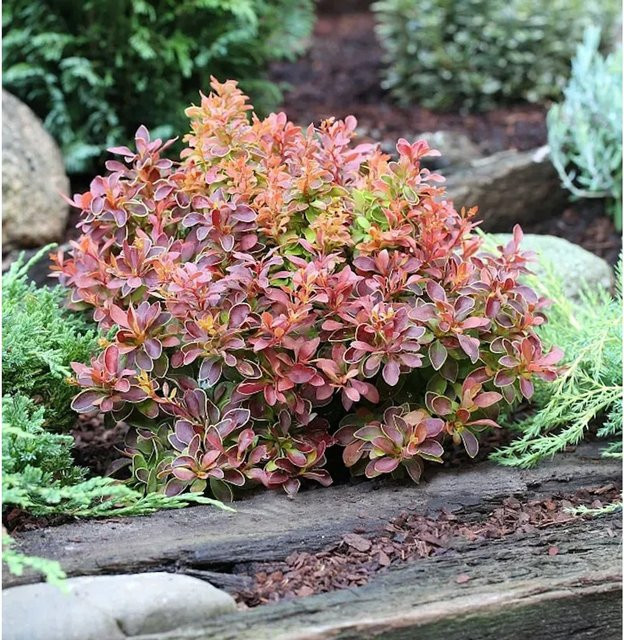 Berberis thunbergii Golden Ring Zierstrauch in Gold und Rot, Höhe: 60-80 cm - Bild 1