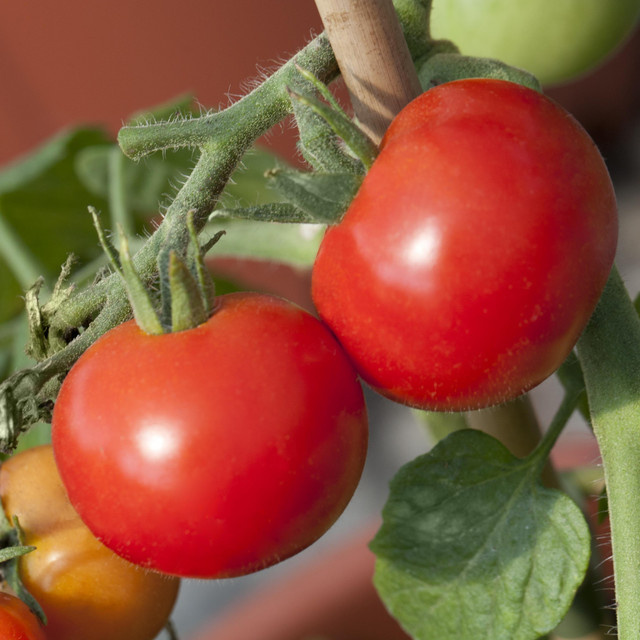 BIO Hängetomate Brasil von BLUME2000 für Balkon und Terrasse - Bild 1
