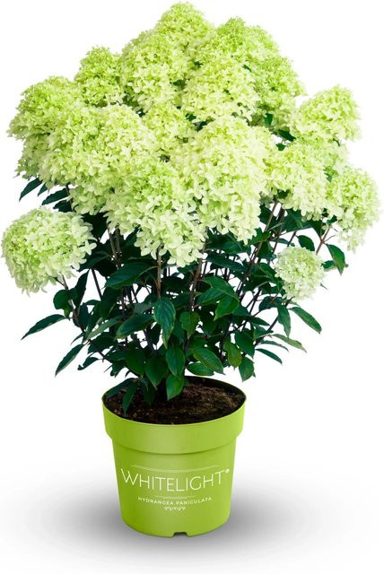 Rispenhortensie Hydrangea paniculata GROW by OBI im Topf, Höhe: 40-50 cm - Bild 1
