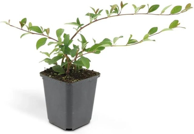Exotenherz Bodendecker Kriechmispel Cotoneaster Dammeri Major Set mit 60 Pflanzen im 9cm Topf - Bild 1