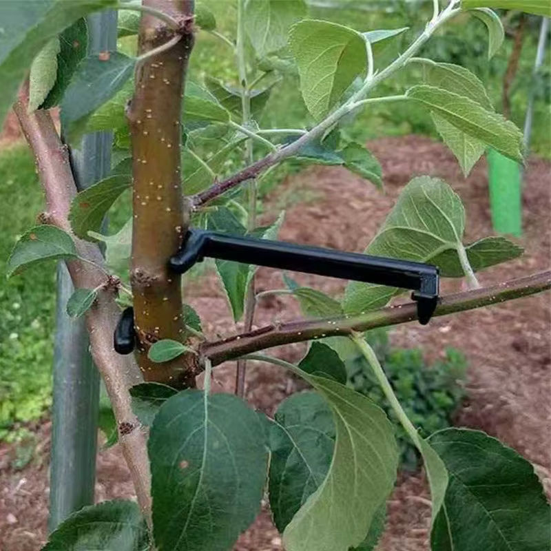 Pflanzen-Biegeclips zur Formgebung von Obstbäumen, Reben und Bonsai in Schwarz - Bild 3
