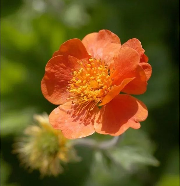 Rote Nelkenwurz Boris Geum coccineum als mehrjährige Beetpflanze und Schnittblume in Rot - Bild 1