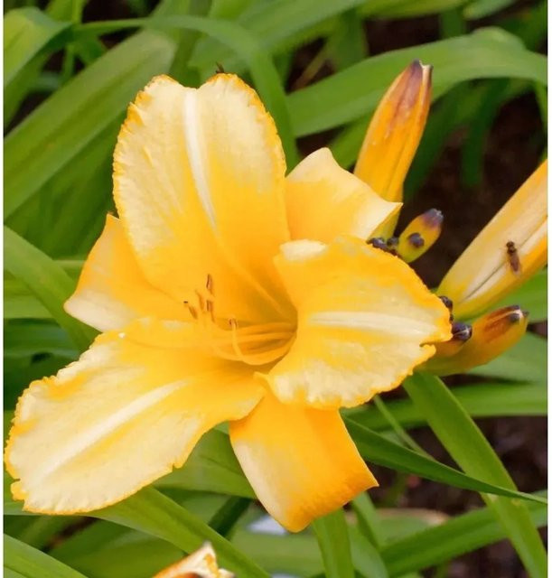 Hemerocallis Taglilie Mary Todd als mehrjährige Staudenpflanze für Beet und Garten von Nr-01.de - Bild 1
