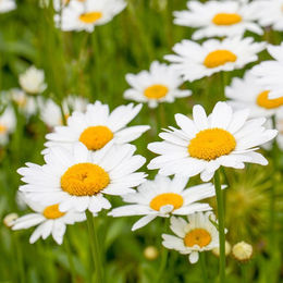 Sommer Margerite Dekoration in Weiß - Bild 1