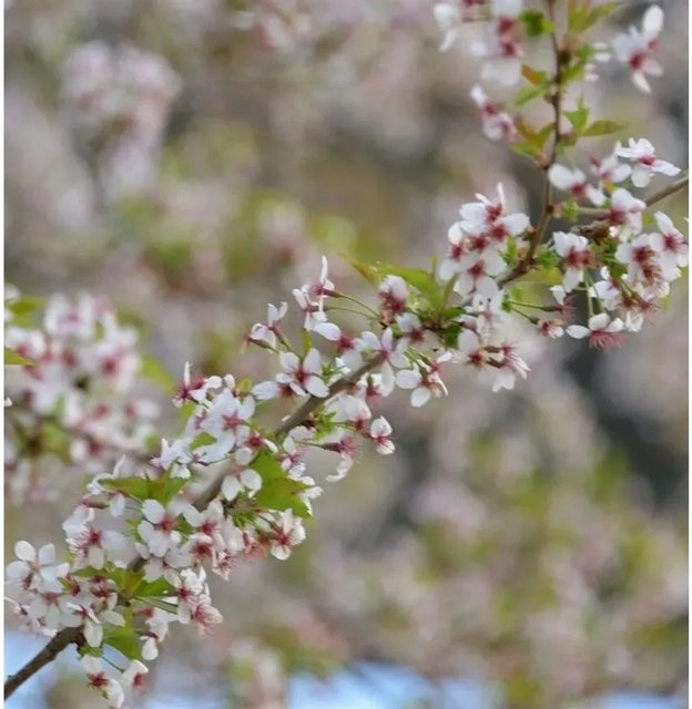 Hochstamm Geschlitzte Kirsche Mikinori Prunus incisa mit rosa und weißen Blüten, Höhe: 80-100 cm - Bild 1