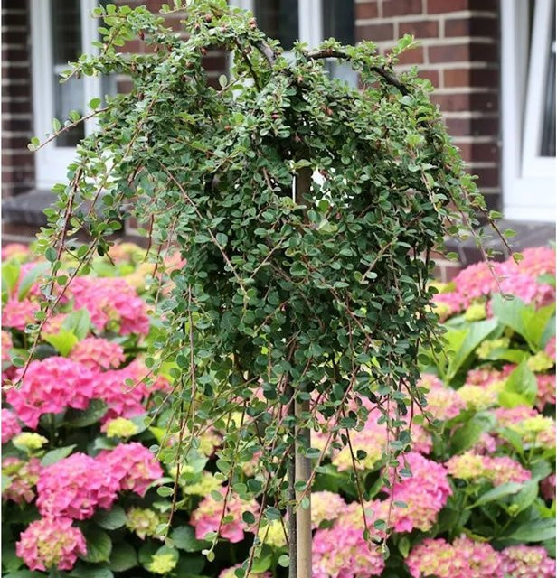 Hochstamm Teppichmispel Queen of Carpets Cotoneaster microphyllus, Höhe: 60-80 cm - Bild 1