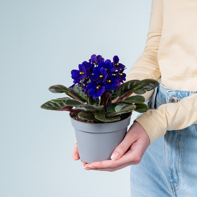Blau blühendes Usambaraveilchen Saintpaulia von BLUME2000 in einem Topf - Bild 1
