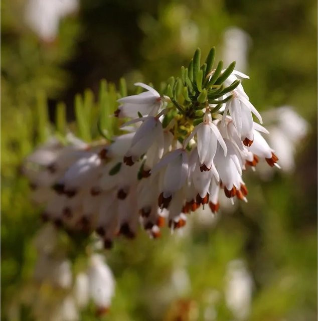 10x Winterheide Erica carnea Springwood White als winterharte Staude für Garten und Balkonkasten - Bild 1
