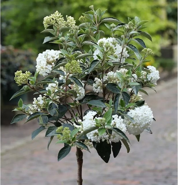 Hochstamm Schneeball Eskimo Viburnum erubes in Weiß, Höhe: 100-125 cm - Bild 1
