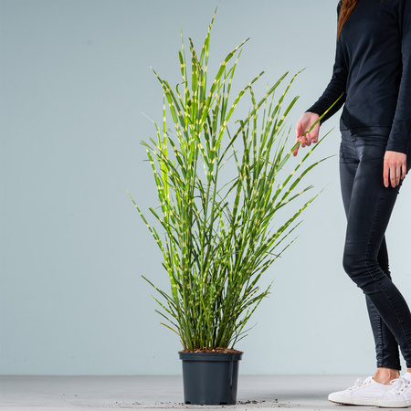 Chinaschilf Strictus Miscanthus sinensis von BLUME2000 gestreift