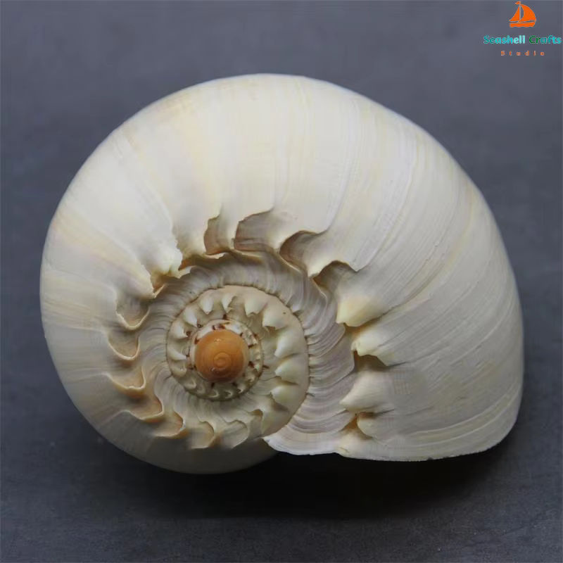 Natürliche Muschelschale von ORIGIFTS in Gelb und Creme als Dekoration für Aquarium oder Blumentopf, Durchmesser: 17-22 cm - Bild 3