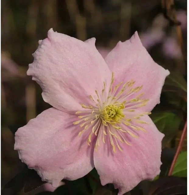 Clematis montana Berg Waldrebe Mayleen Kletterpflanze für den Garten - Bild 1