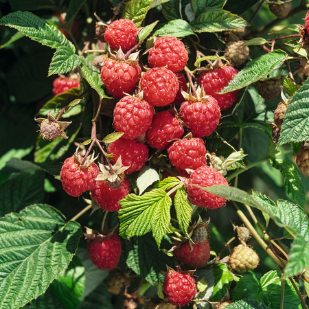 BIO Himbeere Willamette Rubus idaeus Beerenstrauch von BLUME2000
