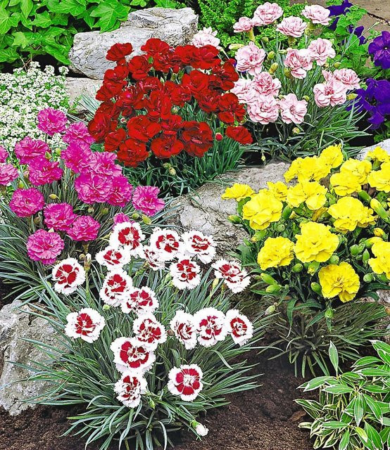 Prachtmischung Duft-Gartennelken - Bild 1
