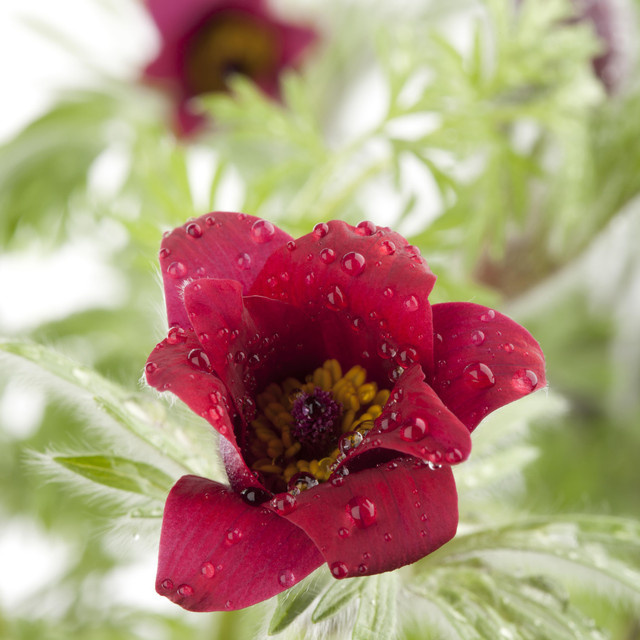 BLUME2000 Pulsatilla vulgaris Küchenschelle als mehrjährige Staude für Steingärten und Staudenbeete - Bild 1