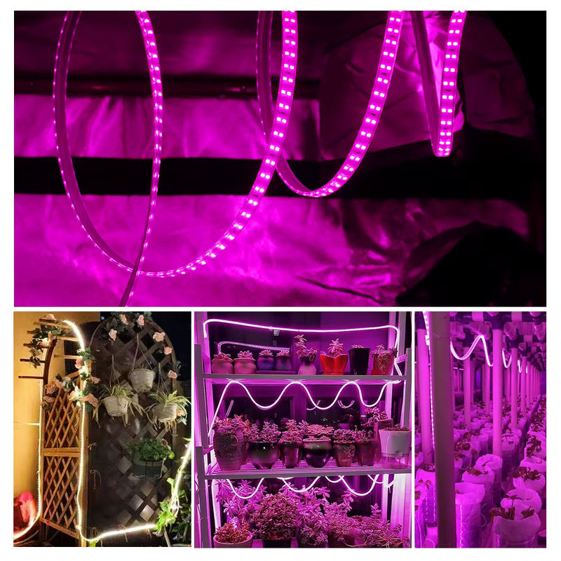 GRAXGROW LED-Pflanzenlichtstreifen mit zweireihigen SMD-Lampenperlen, 12 W/m, wasserdichter Grow Light für Gewächshäuser, Weiß - Bild 6