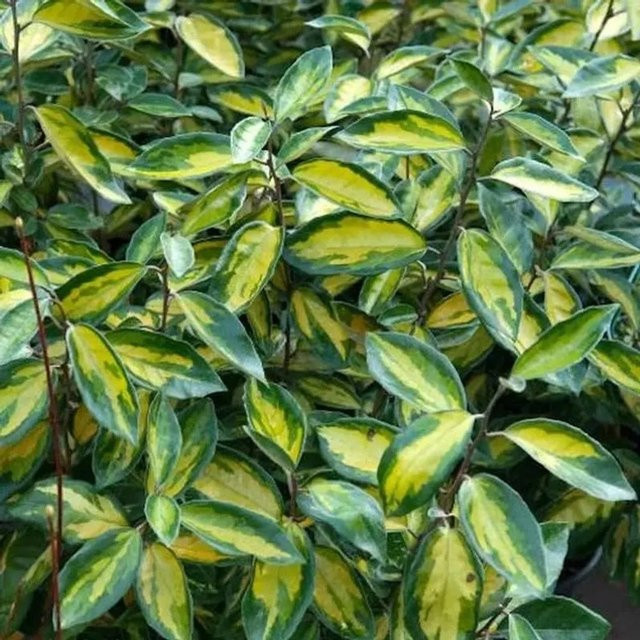 Ölweide Limelight Elaeagnus ebbingei Strauch in Goldgelb und Grün, Höhe: 100-125 cm - Bild 1