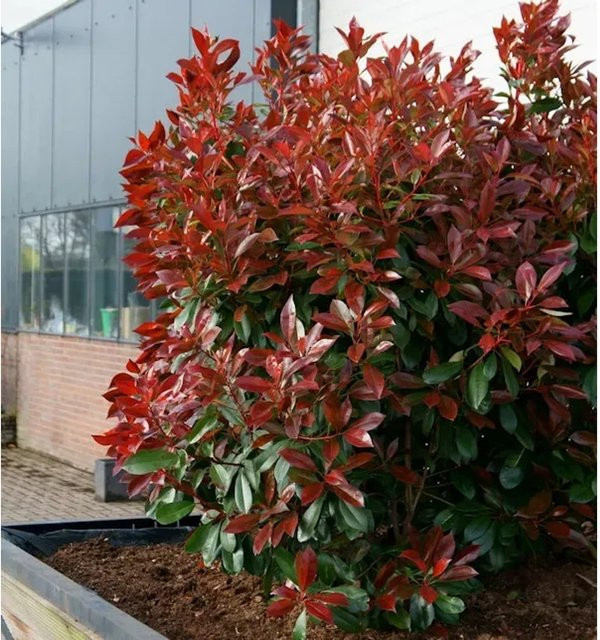 Photinia fraseri Glanzmispel Perfecta Heckenpflanze in Rot und Grün - Bild 1