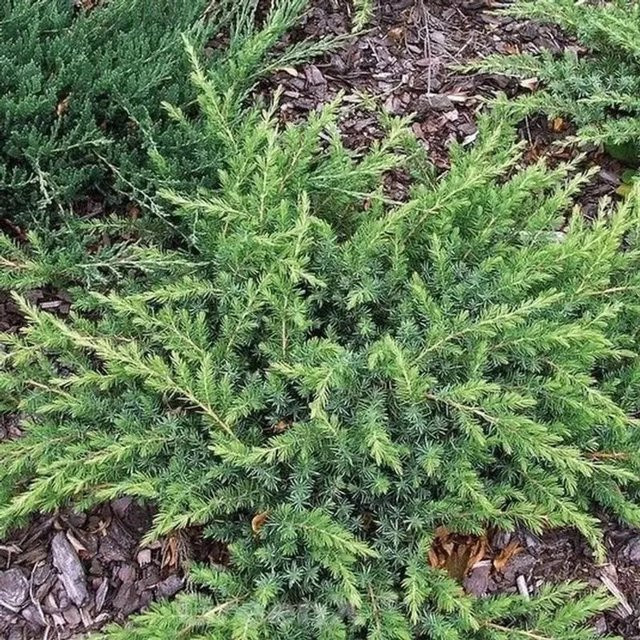 Kriechwacholder Slager Juniperus conferta als Bodendecker für deinen Garten, grün, Höhe: 10-15 cm - Bild 1