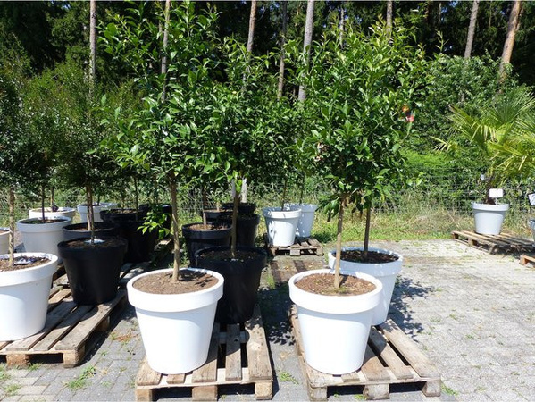 Winterharte japanische Zitrone Citrus Yuzu im E&K Pflanzkübel, Höhe: 190 - 210 cm