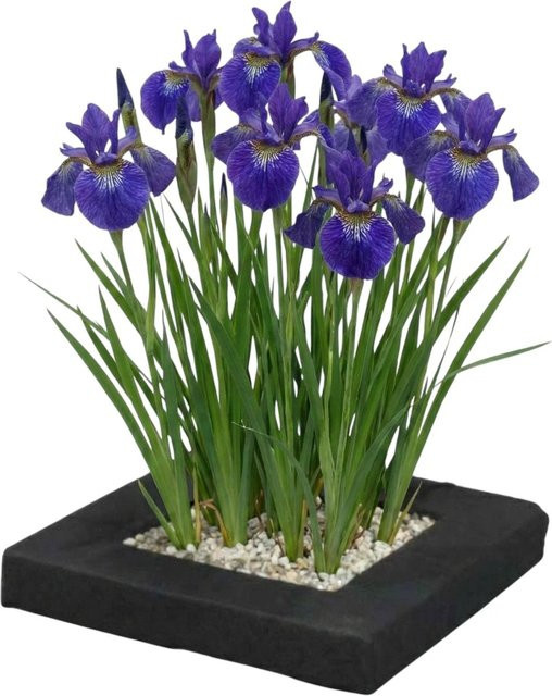Vdvelde Pflanzeninsel mit 4 blauen Iris kaempferi Teichpflanzen und Zubehör - Bild 1