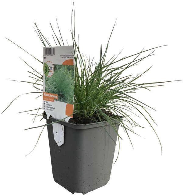 GROW by OBI Blau-Schwingel Festuca in Braungelb, Topf-Durchmesser: 9 cm - Bild 1
